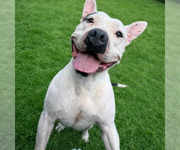 Medium Photo #1 American Bulldog-Unknown Mix Puppy For Sale in Sanford, FL, USA