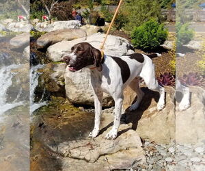 Chevron (Chevy) - Male Pointer Dog for Adoption - Photo #3