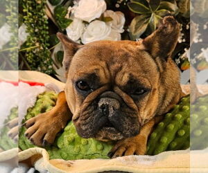 French Bulldog Dogs for adoption in Bon Carbo, CO, USA