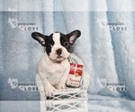 Small Photo #9 French Bulldog Puppy For Sale in SANGER, TX, USA
