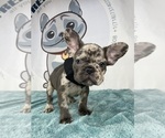 Small French Bulldog