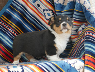 Cardigan Welsh Corgi Puppy for sale in CUYAHOGA FALLS, OH, USA