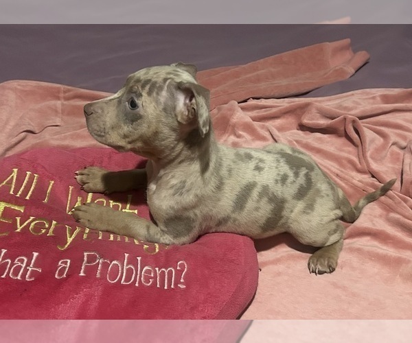 Medium Photo #12 American Bully Puppy For Sale in TRENTON, NJ, USA