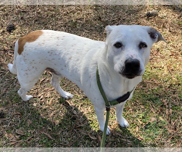 Medium Photo #2 Mutt Puppy For Sale in Virginia Beach, VA, USA
