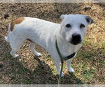 Small #1 Mutt