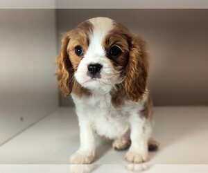 Cavalier King Charles Spaniel Puppy for Sale in CLARK, Missouri USA