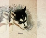 Small Photo #35 Siberian Husky Puppy For Sale in WASHBURN, WI, USA