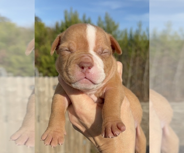 Medium Photo #1 American Bully Puppy For Sale in LORIS, SC, USA