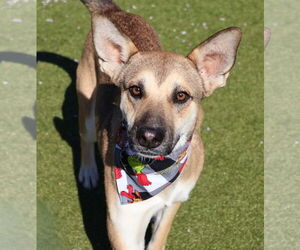 Mutt Dogs for adoption in Rockaway, NJ, USA