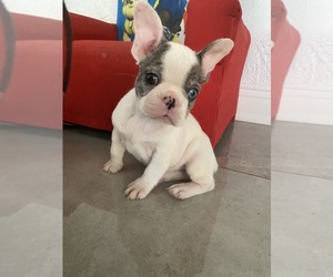 French Bulldog Puppy for sale in MORENO VALLEY, CA, USA