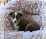 Small #2 Australian Shepherd