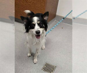 Chihuahua-Unknown Mix Dogs for adoption in Rancho Cucamonga, CA, USA