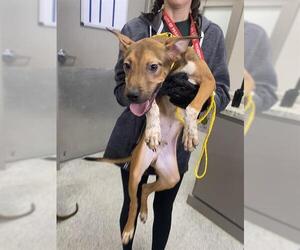 American Pit Bull Terrier-Unknown Mix Dogs for adoption in Pasadena, TX, USA