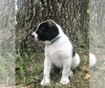 Small Photo #2 Anatolian Shepherd Puppy For Sale in CHANDLERVILLE, IL, USA