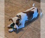 Small #1 Labrador Retriever Mix