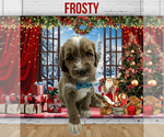 Puppy Frosty Goldendoodle