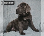 Small #13 Cane Corso