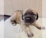 Small Photo #2 Mastiff Puppy For Sale in WEATHERFORD, TX, USA