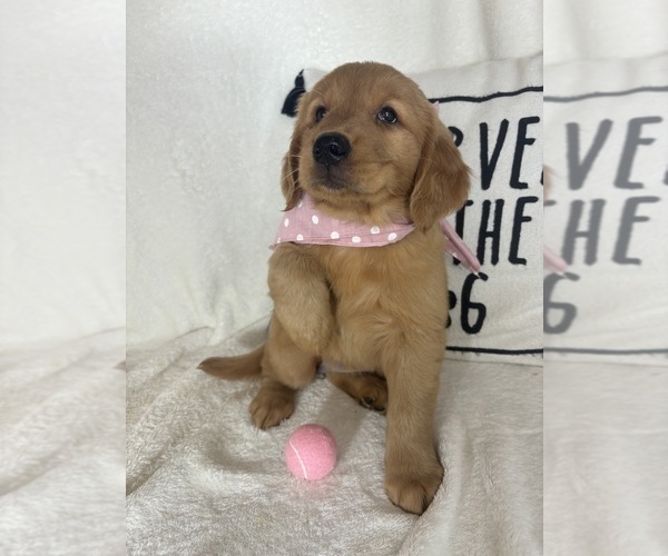 Medium Photo #1 Golden Retriever Puppy For Sale in GREENFIELD, IN, USA