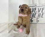 Small Photo #1 Golden Retriever Puppy For Sale in GREENFIELD, IN, USA