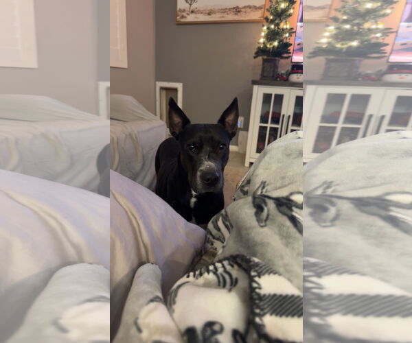 Medium Photo #3 Mutt Puppy For Sale in Chandler, AZ, USA