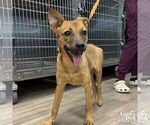 Small #1 Carolina Dog Mix