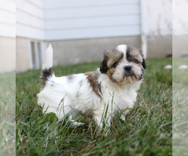 Medium Photo #3 Shih Tzu Puppy For Sale in ARTHUR, IL, USA