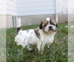 Small #2 Shih Tzu
