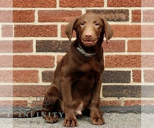 Labrador Retriever Puppy for sale in NEW HOLLAND, PA, USA