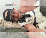 Small #35 American Pit Bull Terrier Mix