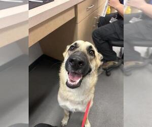German Shepherd Dog-Unknown Mix Dogs for adoption in Corpus Christi, TX, USA