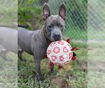 Small American Pit Bull Terrier Mix