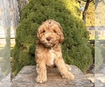 Small #2 Cockapoo
