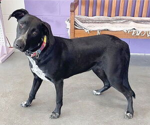 Labrador Retriever-Unknown Mix Dogs for adoption in Genesee, WI, USA