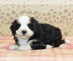 Small #1 Miniature Bernedoodle
