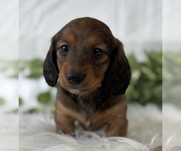 Medium Photo #4 Dachshund Puppy For Sale in ROCK STREAM, NY, USA