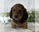 Small #3 Dachshund