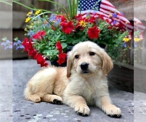 Golden Retriever Puppy for sale in DRY RUN, PA, USA