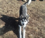 Small Photo #14 German Shepherd Dog-Siberian Husky Mix Puppy For Sale in SAINT MARYS, KS, USA