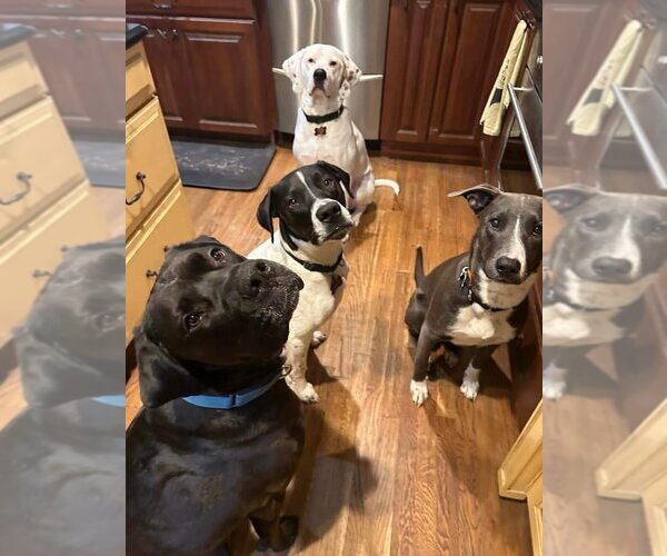 Medium Photo #32 American Pit Bull Terrier-Unknown Mix Puppy For Sale in Rockaway, NJ, USA