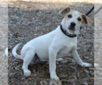 Small #1 Feist Terrier Mix