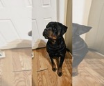 Small Photo #14 Rottweiler Puppy For Sale in WAVELAND, IN, USA