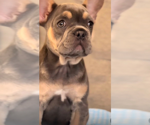 French Bulldog Puppy for sale in SMITHTOWN, NY, USA