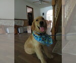 Small #20 Golden Retriever