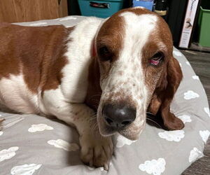 Basset Hound Dogs for adoption in Deepwater, NJ, USA