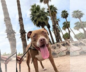 American Pit Bull Terrier Dogs for adoption in phoenix, AZ, USA