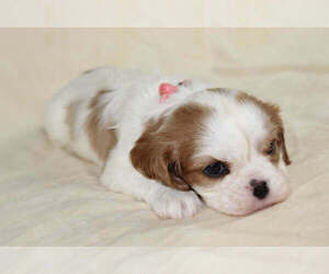 Cavalier King Charles Spaniel Puppy for sale in HOMELAND, CA, USA