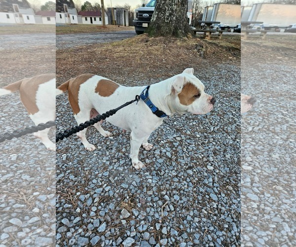 Medium Photo #8 Bulldog-Unknown Mix Puppy For Sale in Rustburg, VA, USA