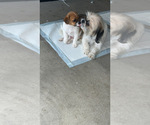 Small Photo #1 Shorkie Tzu Puppy For Sale in CLARKSVILLE, TN, USA