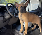 Small #2 Belgian Malinois